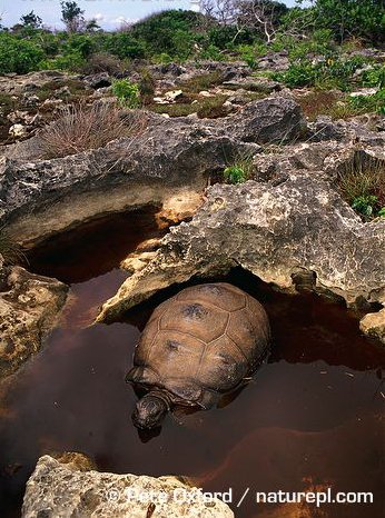 aldabra giant tortoise