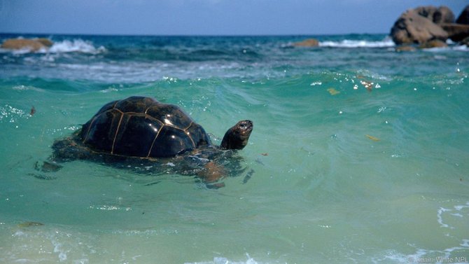 aldabra giant tortoise