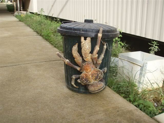 giant coconut crab