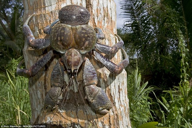 giant coconut crab