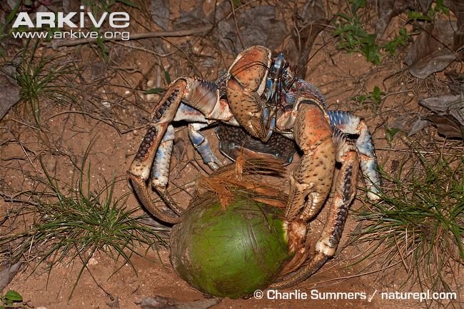 giant coconut crab