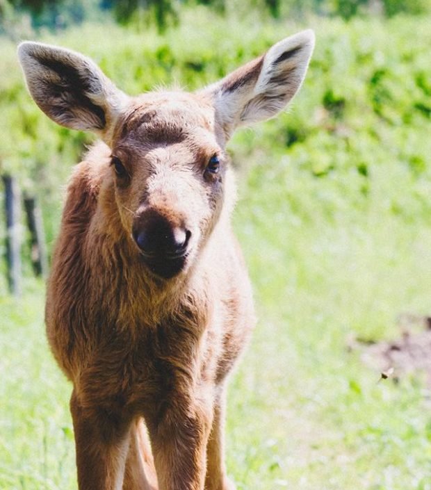 Setiap hari rusa  ini seberangi hutan untuk kunjungi 