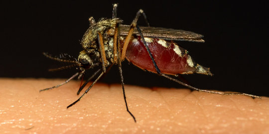 Benarkah nyamuk lebih ganas di malam hari?