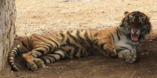 Kasihan, harimau ini kehilangan kaki karena terjebak perangkap babi