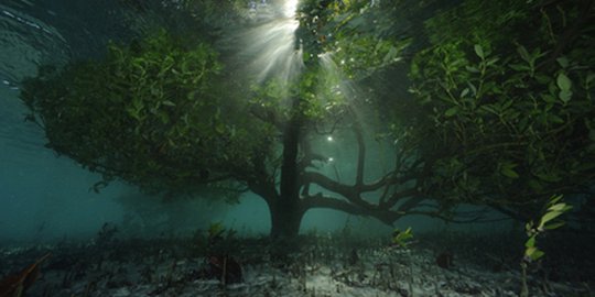 Menikmati keindahan 5 hutan bawah air di berbagai belahan dunia