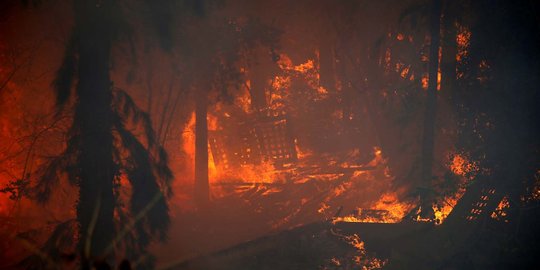 Kepolisian Israel tangkap 22 orang terduga pelaku pembakaran hutan