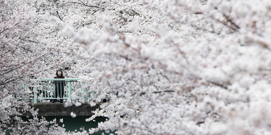 Empat Titik Terindah Melihat Bunga Sakura Di Jepang Merdeka Com