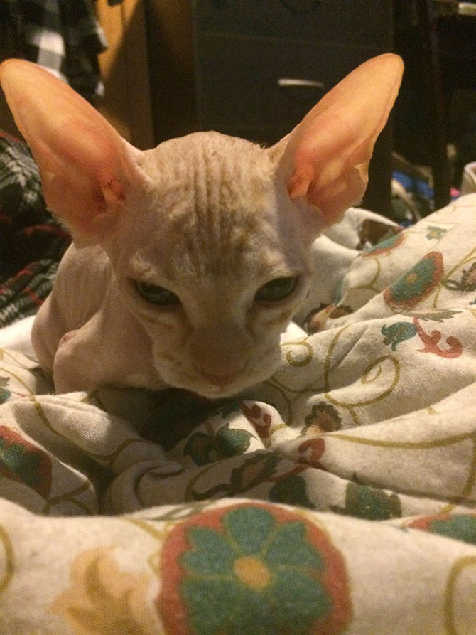 vlad si kucing sphynx palsu