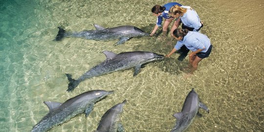 Australia, negara dengan berbagai musim hingga habitat lumba-lumba