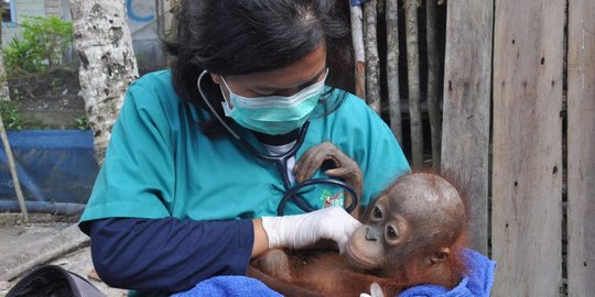 Tidak tahan merawat, Delly serahkan bayi Orangutan ke pusat rehab