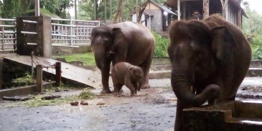 Lucunya dua anak gajah yang baru lahir dari hasil pembiakan di Bali
