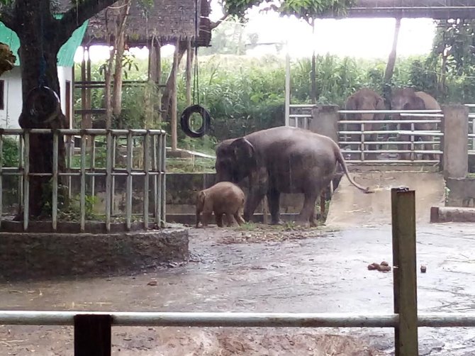pembiakan gajah di bali