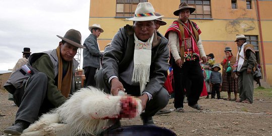 Terus dilanda kekeringan, Suku Aymara di Bolivia penggal hewan