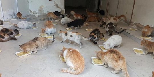 Di tengah gempuran, pria Suriah selamatkan ribuan kucing