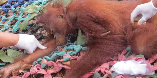 BKSDA Kalbar evakuasi orangutan betina yang terjerat tali tambang