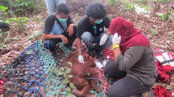 orangutan betina di evakuasi bksda kalbar