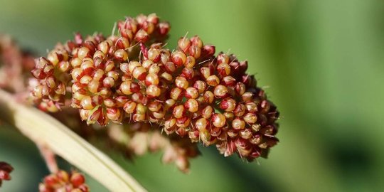konsumsi 5 bahan pokok ini bisa tekan impor beras