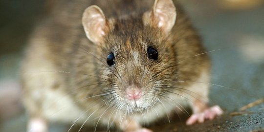 Sumarsono sebut operasi tangkap tikus kurangi penyebaran penyakit