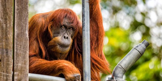 Hari konservasi margasatwa dunia, 11 orang utan dilepasliarkan