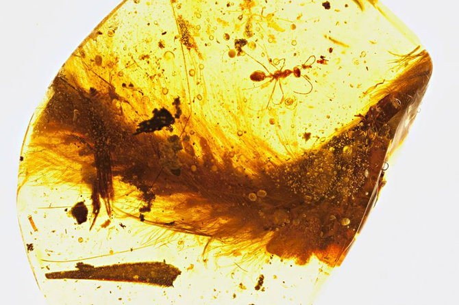 batu amber berisi potongan ekor dinosaurus