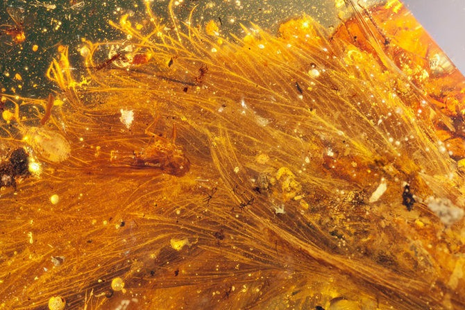 batu amber berisi potongan ekor dinosaurus