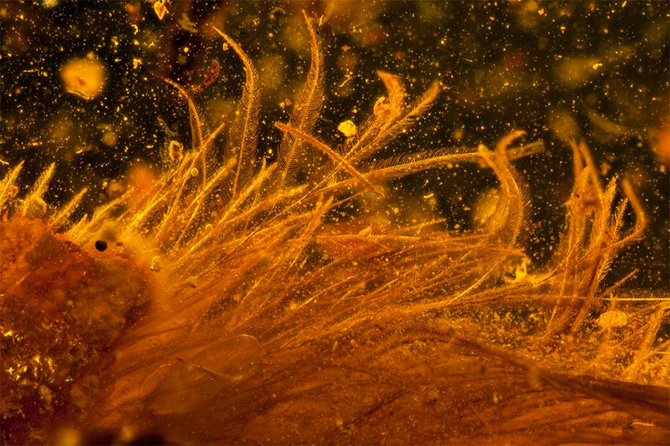 batu amber berisi potongan ekor dinosaurus