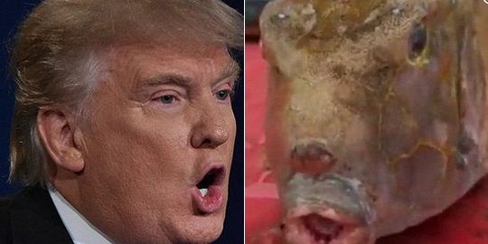 Nelayan China temukan ikan dianggap mirip Donald Trump