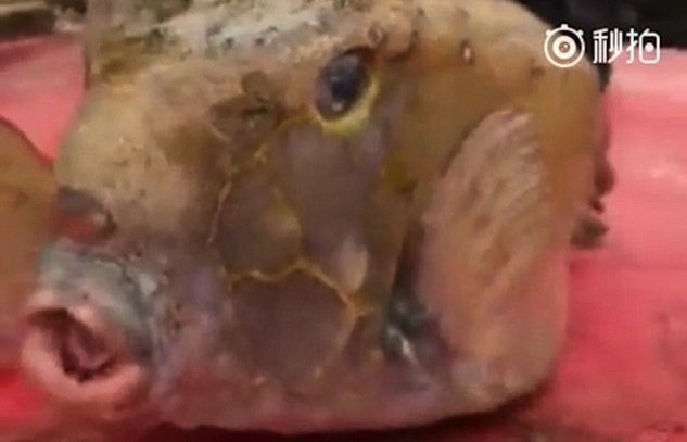 ikan mirip trump