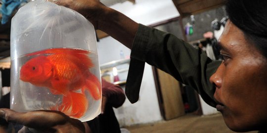 Ini rahasia ketahui ikan yang dijual masih segar dan laik konsumsi