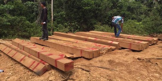 Polisi pergoki 4 truk pengangkut kayu ilegal di Kampar