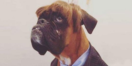 mirip trump bisa menang kompetisi rev1