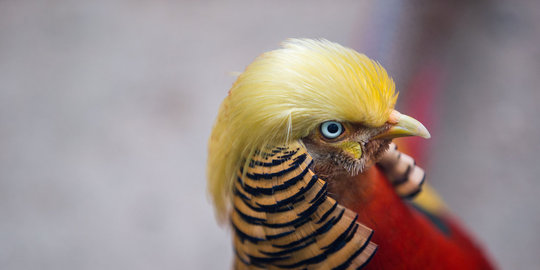 china jadi terkenal karena jambulnya mirip trump rev1