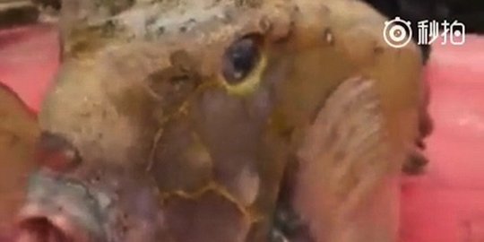 temukan ikan dianggap mirip donald trump rev1