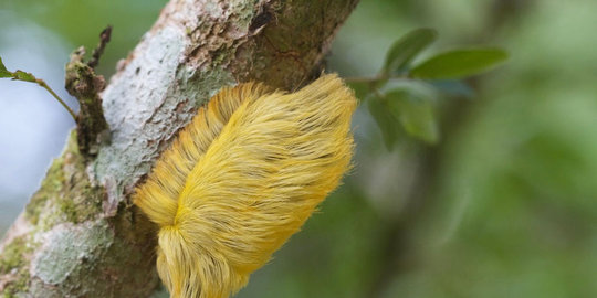 bulu yang mirip donald trump rev1