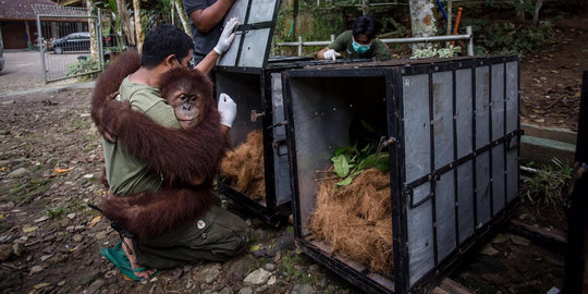 Sejak 2012 hingga Desember, 251 Orangutan kembali dilepas ke hutan