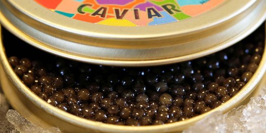 Begini proses produksi kaviar, kuliner lezat termahal dunia