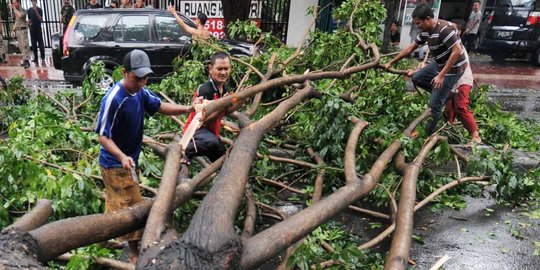 Bandung diguyur hujan deras, pohon tumbang di enam titik