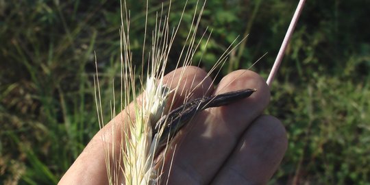 ergot rev1