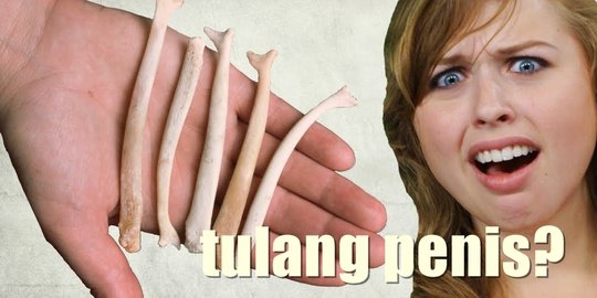 Misteri mengapa manusia tak punya tulang penis, ini sebabnya!