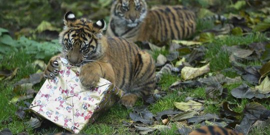 Lucunya Harimau Sumatera di London antusias buka kado Natal