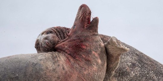 Pertarungan berdarah anjing laut demi perebutkan betina