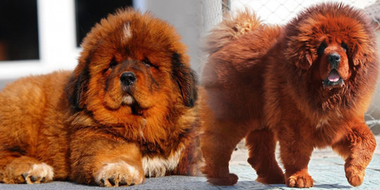 mastiff 19 miliar rupiah