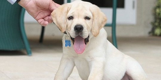encore si anjing labrador 19 miliar rupiah