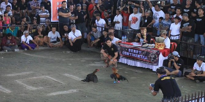 Mengenal lomba sabung ayam tanpa judi, warisan leluhur dari Bali | merdeka.com