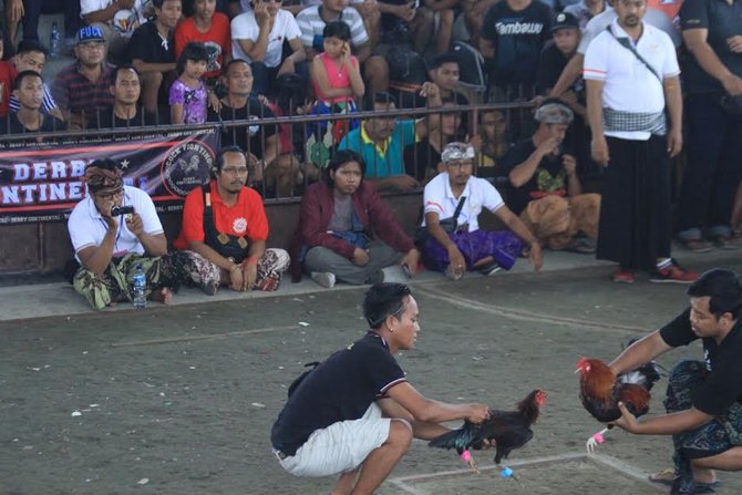 lombang sabung ayam di bali