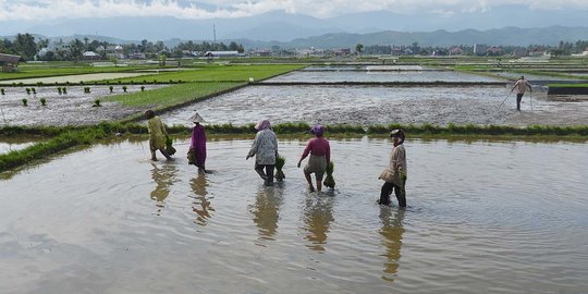 Kalteng siapkan lahan pertanian organik terbesar di Indonesia