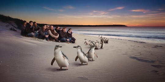 Melihat lebih dekat kehidupan penguin di Phillip Island