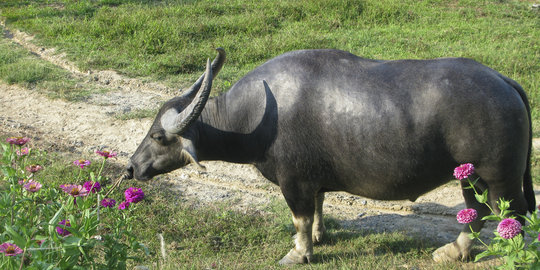 Kemendag beri izin Bulog impor daging kerbau India hingga Lebaran