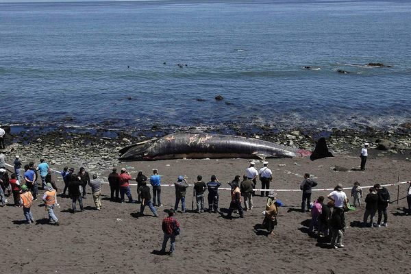 berita hoax cumi cumi raksasa terdampar di santa monica