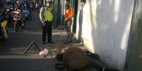 Kuda malang ini ditemukan tewas di jalan, diduga korban tabrak lari